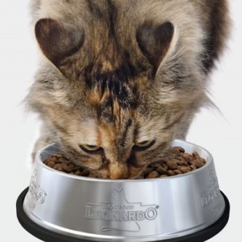 ANDA incorpora nuevos socios: Easy, Leonardo Cat Food Chile y Rheem